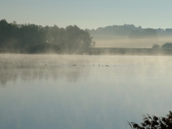 Morgennebel